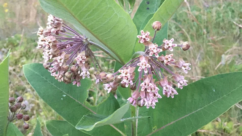 Diverse Short Grass Wildflower Seed Mix image 0