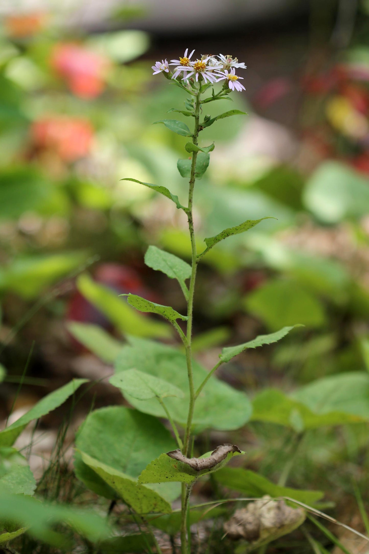 Big Leaf Aster