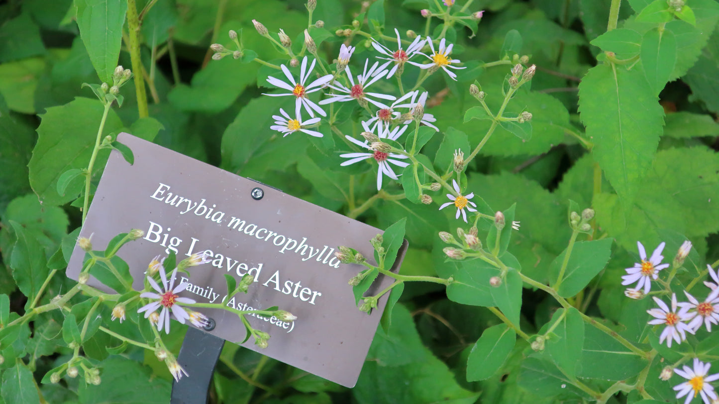 Big Leaf Aster