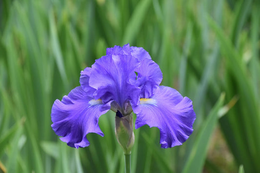 Dark Blue Tall Bearded Iris