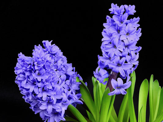 Blue Pearl Hyacinth