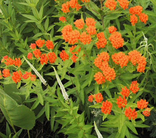 Butterfly Milkweed
