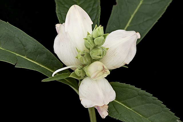 White Turtlehead image 0