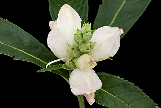 White Turtlehead image 0