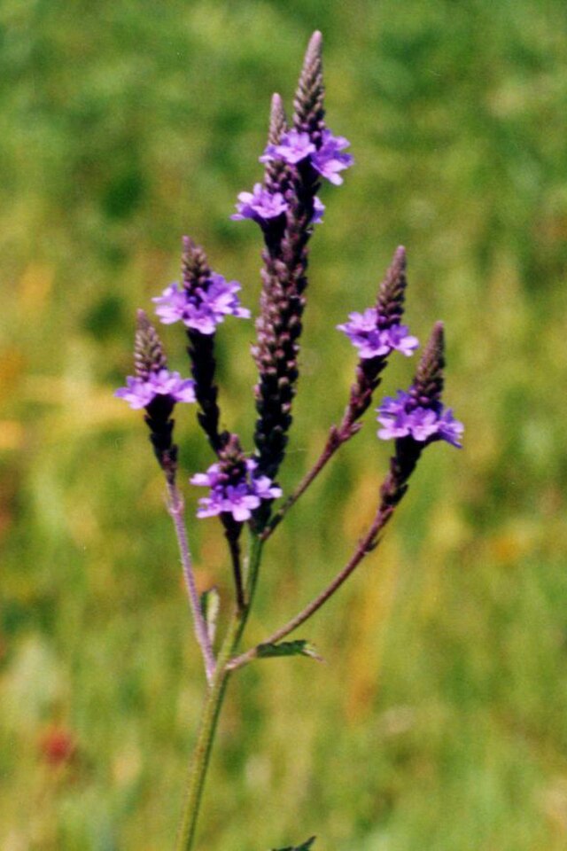 Blue Vervain image 0