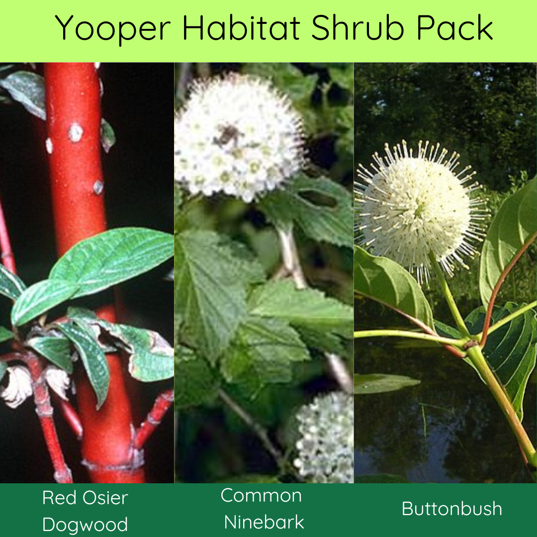 Yooper Habitat Shrub Pack image 0