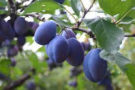 Italian Plum image 1