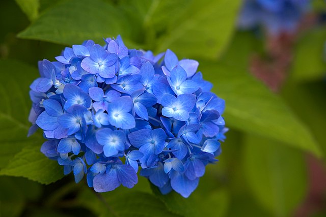 Blue Hydrangea image 1