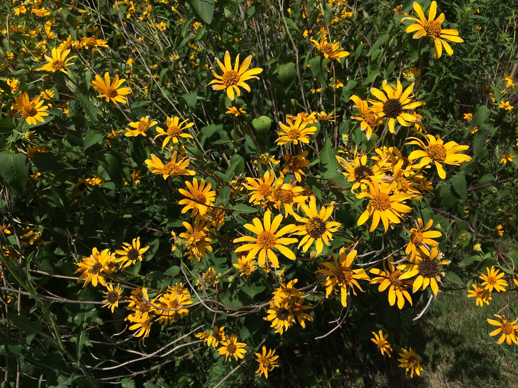 False Sunflower image 1