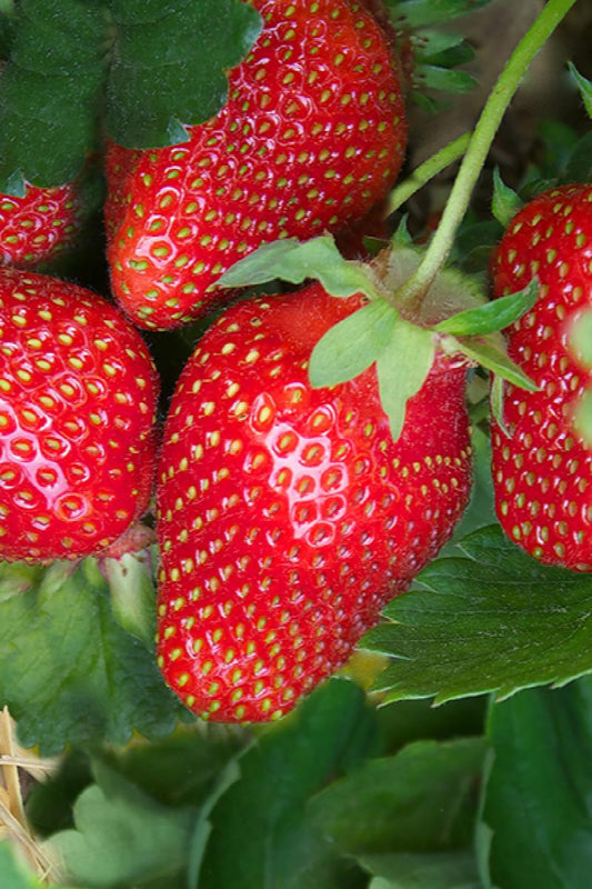 Strawberry image 0