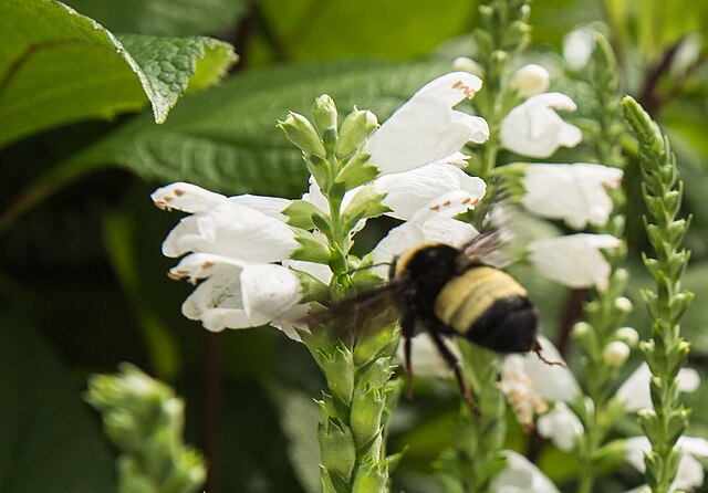 White Turtlehead image 1