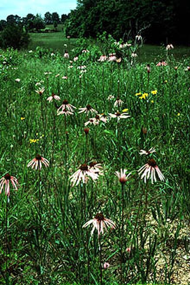 Pale Purple Coneflower image 0