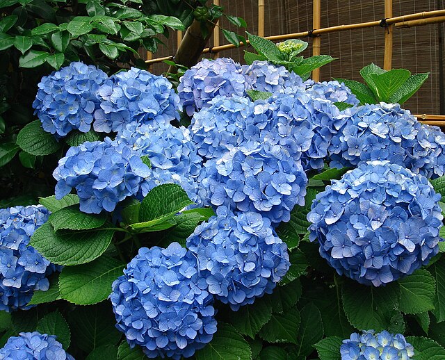 Blue Hydrangea image 0