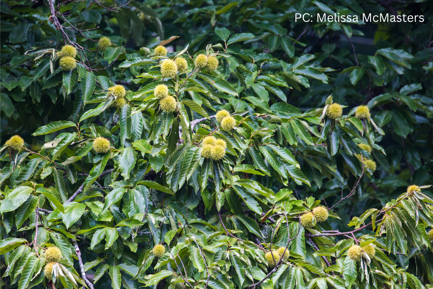 Chinese Chestnut image 0