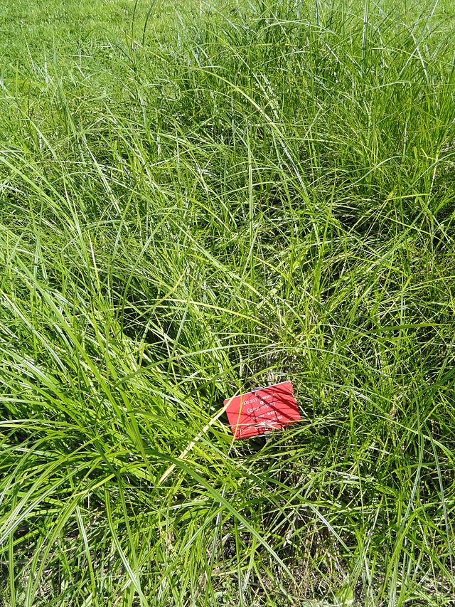 Fox Sedge image 0