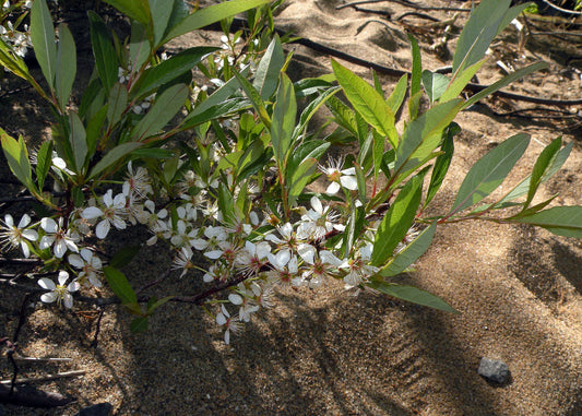 Eastern Sandcherry Seedling