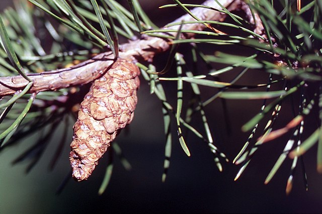 Jack Pine image 1