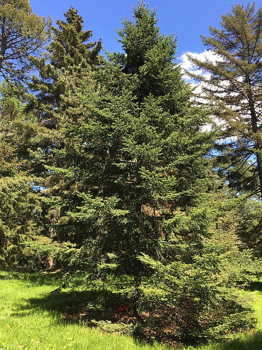 Balsam Fir image 0