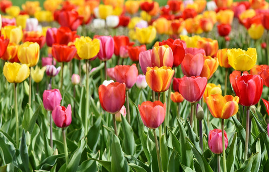 Darwin Hybrid Tulip Mix image 0