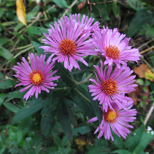 New England Aster image 1