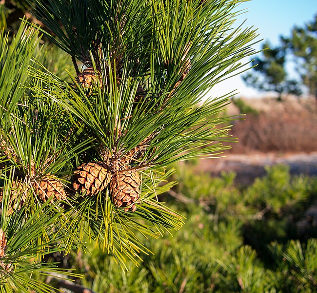 Red Pine image 1