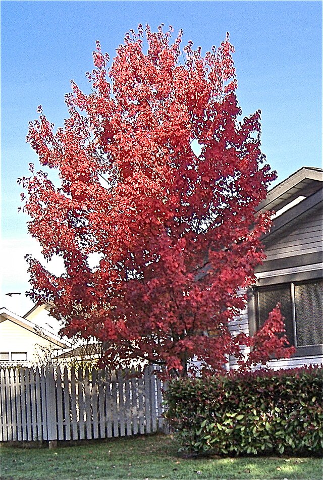 Red Maple image 0