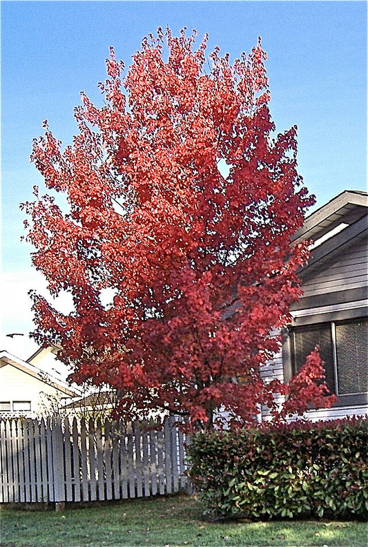 Red Maple image 0