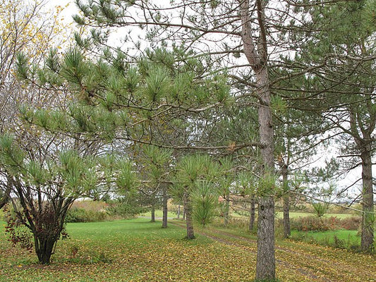Red Pine image 0