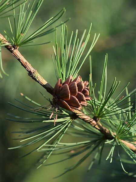Tamarack image 1