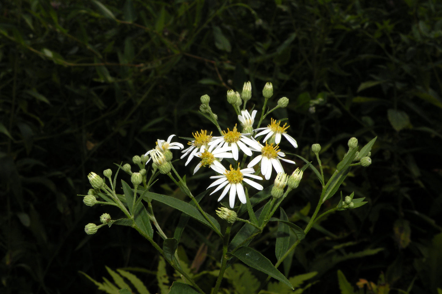 Flat-Topped  White Aster
