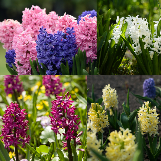 Mixed Hyacinth