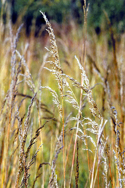 Indian Grass