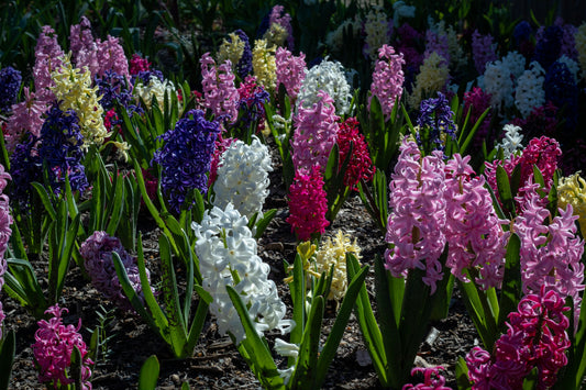 Mixed Hyacinth