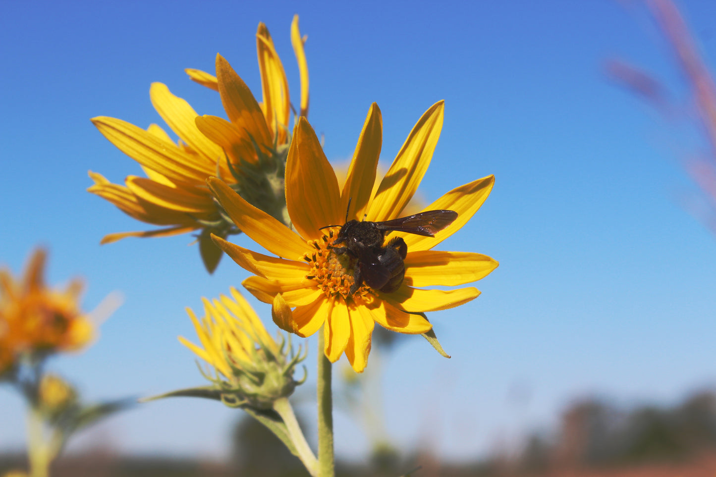 Maximillian Sunflower