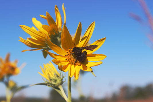 Maximillian Sunflower