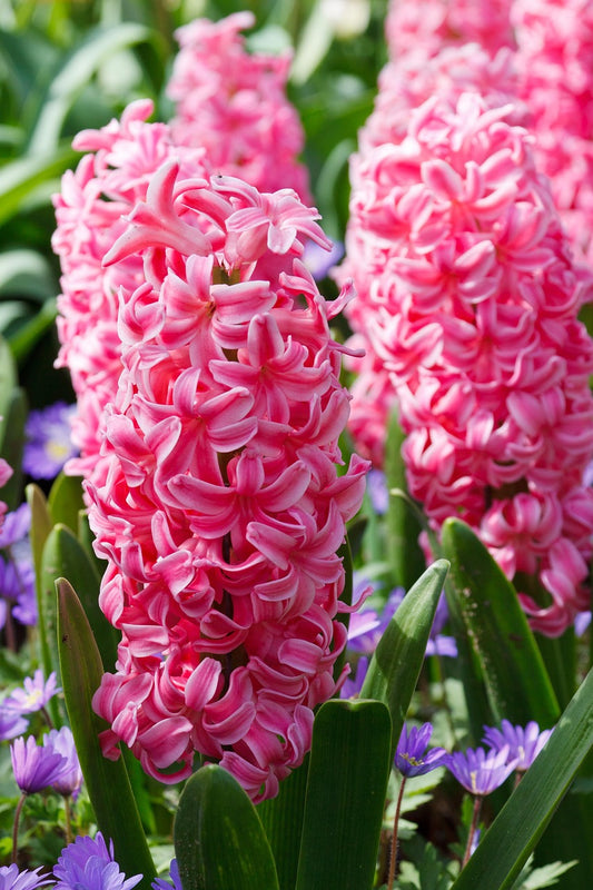 Pink Pearl Hyacinth