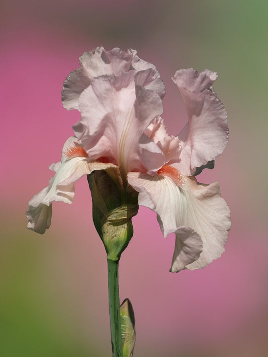 Pink Tall Bearded Iris
