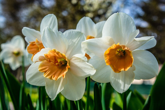 Pink Pride Large Cupped Daffodil