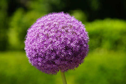 Globemaster Allium