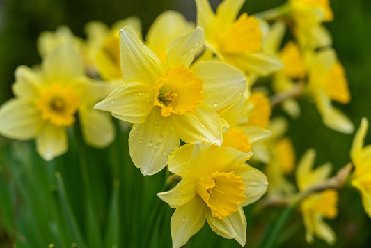 Carlton Large Cupped Daffodil - SOLD OUT!