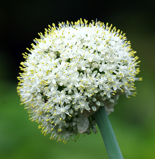 Mount Everest Allium