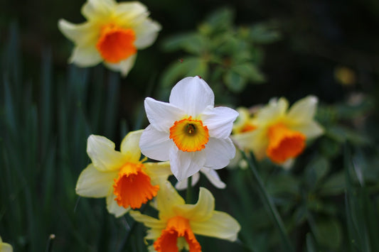 Daffodil Mix
