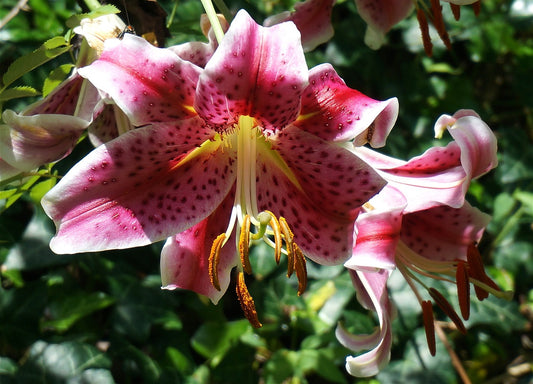 Pink Romance Oriental Lilies - SOLD OUT!