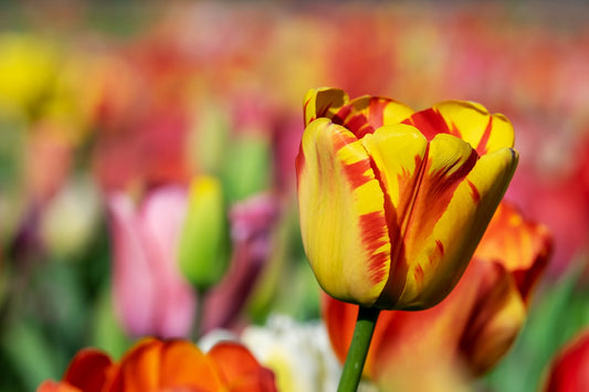 Double Late Mixed Tulip