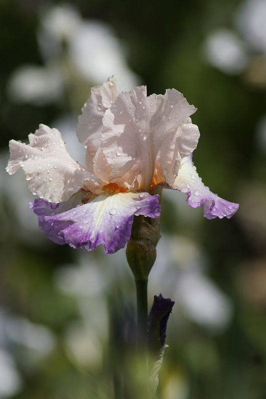 Purple/White Tall Bearded Iris