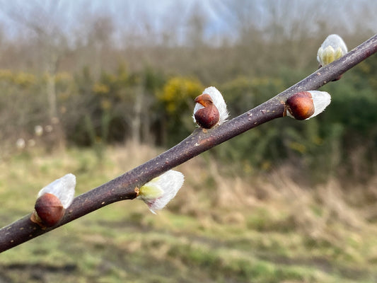Pussy willow Seedling