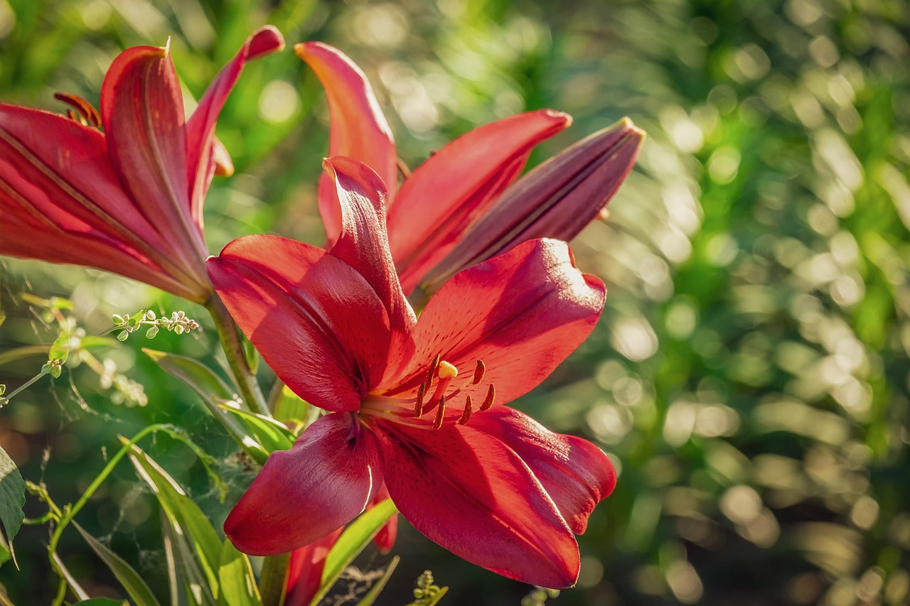 Red County Asiatic Lilies