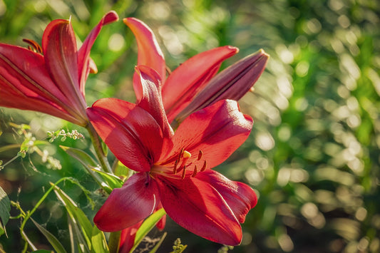 Red County Asiatic Lilies