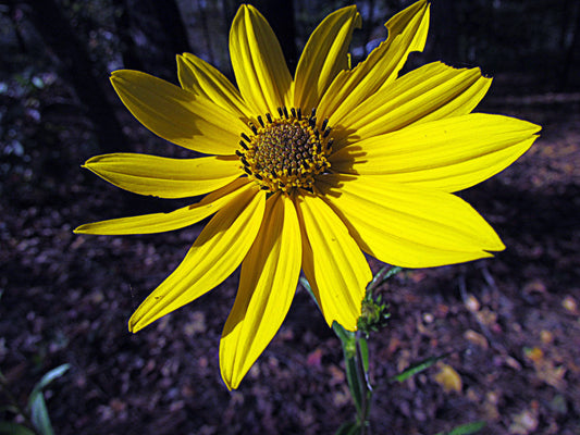 Swamp Sunflower