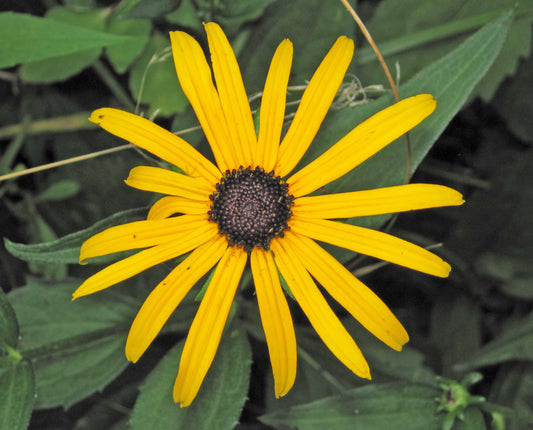 Sweet Black-Eyed Susan